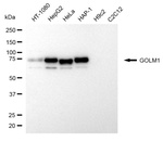 GOLPH2 Antibody in Western Blot (WB)