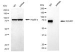 GOLPH2 Antibody in Western Blot (WB)