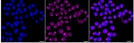 GM130 Recombinant Rabbit Monoclonal Antibody (23GB5570)