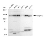 GM130 Antibody in Western Blot (WB)