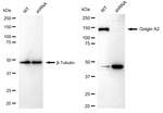 GM130 Antibody in Western Blot (WB)