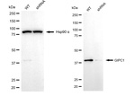 GIPC1 Antibody in Western Blot (WB)