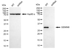 GEMIN8 Antibody in Western Blot (WB)