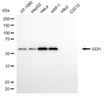 GDI1 Antibody in Western Blot (WB)