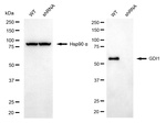 GDI1 Antibody in Western Blot (WB)