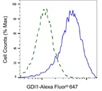GDI1 Antibody in Flow Cytometry (Flow)