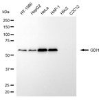 GDI1 Antibody in Western Blot (WB)