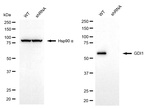 GDI1 Antibody in Western Blot (WB)
