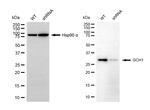 GCH1 Antibody in Western Blot (WB)