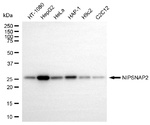 GBAS Antibody in Western Blot (WB)