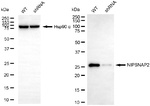 GBAS Antibody in Western Blot (WB)