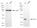 GALE Antibody in Western Blot (WB)
