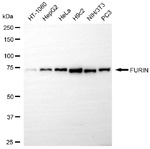 Furin Antibody in Western Blot (WB)