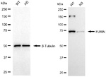 Furin Antibody in Western Blot (WB)