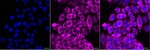 Fumarase Monoclonal Antibody (24GB13010)