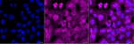 FUBP3 Antibody in Immunocytochemistry (ICC/IF)