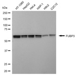 FUBP3 Antibody in Western Blot (WB)