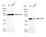 FUBP3 Antibody in Western Blot (WB)
