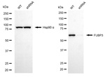 FUBP3 Antibody in Western Blot (WB)