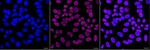 FUBP1 Recombinant Rabbit Monoclonal Antibody (25GB2390)