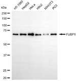 FUBP1 Antibody in Western Blot (WB)