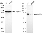 FUBP1 Antibody in Western Blot (WB)