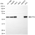 FTO Antibody in Western Blot (WB)
