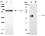 FTO Antibody in Western Blot (WB)
