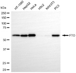 FTO Antibody in Western Blot (WB)