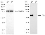 FTO Antibody in Western Blot (WB)