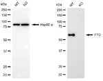 FTO Antibody in Western Blot (WB)