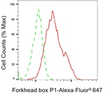 FOXP1 Antibody in Flow Cytometry (Flow)