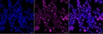 FOXP1 Monoclonal Antibody (25GB3725)