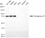 FOXP1 Antibody in Western Blot (WB)