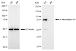 FOXP1 Antibody in Western Blot (WB)