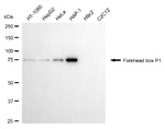 FOXP1 Antibody in Western Blot (WB)