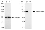 FOXP1 Antibody in Western Blot (WB)