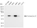 FOXA1 Antibody in Western Blot (WB)