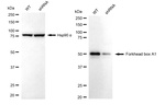 FOXA1 Antibody in Western Blot (WB)