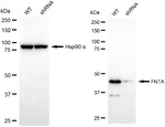 FNTA Antibody in Western Blot (WB)
