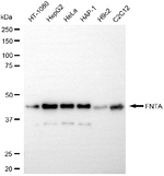 FNTA Antibody in Western Blot (WB)