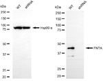 FNTA Antibody in Western Blot (WB)