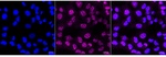 FLI1 Recombinant Rabbit Monoclonal Antibody (25GB2875)