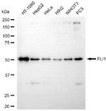 FLI1 Antibody in Western Blot (WB)