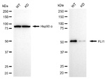 FLI1 Antibody in Western Blot (WB)