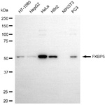 FKBP5 Antibody in Western Blot (WB)
