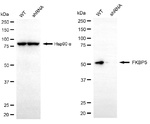 FKBP5 Antibody in Western Blot (WB)