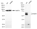 Fibulin 3 Antibody in Western Blot (WB)