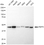 FDFT1 Antibody in Western Blot (WB)