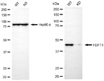 FDFT1 Antibody in Western Blot (WB)